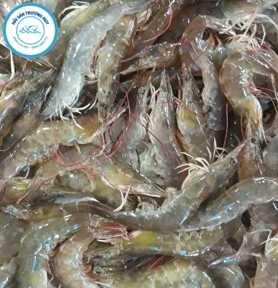 TÔM THẺ TƯƠI SỐNG